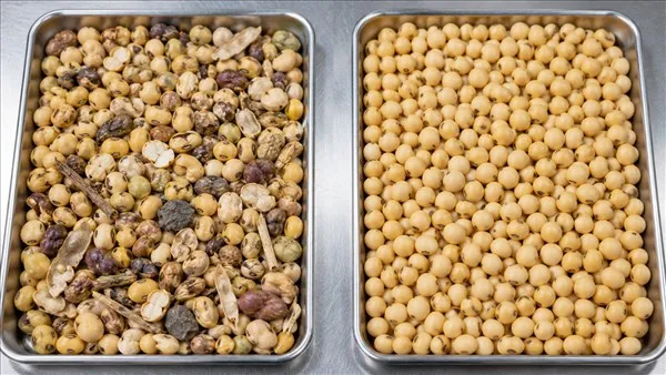 Separate accepted and reject streams used to evaluate bean sorting quality and product recovery.