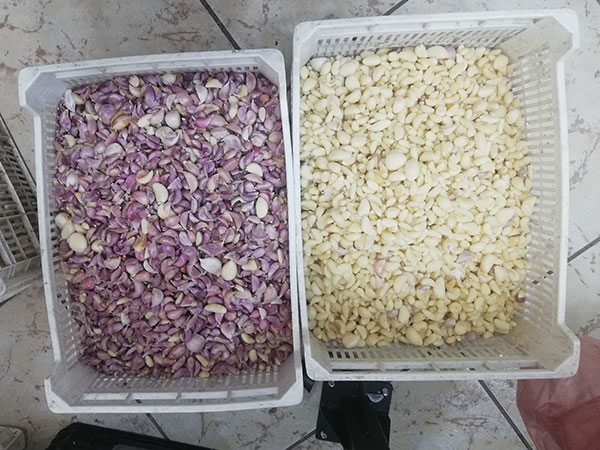 visible-defects-garlic-sorting-machine-can-separate