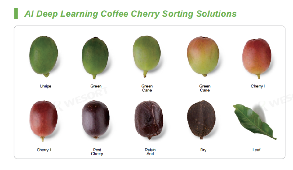 wesort-ai-coffee-cherry-sorting-solutions.png