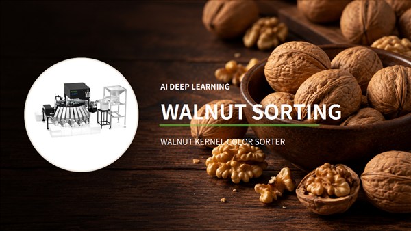 walnut-sorting-machine-article.jpg
