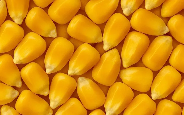 Yellow corn