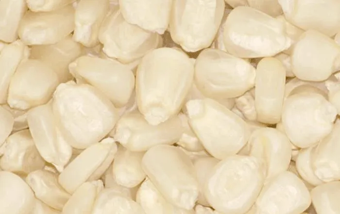 White corn