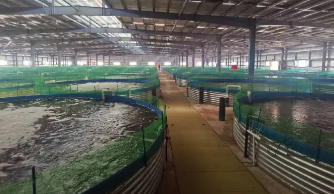 Indoor RAS Tank Facility