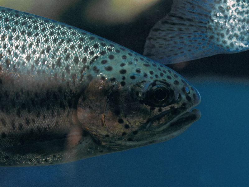 Sampul - 800x600.jpg