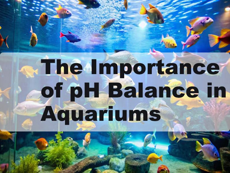 The-Importance-of-pH-Balance-in-Aquariums.jpg