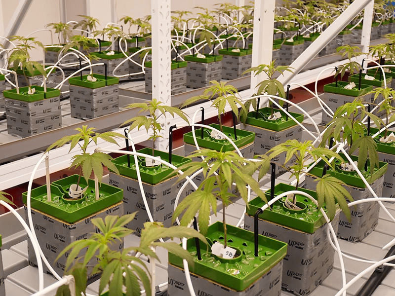 Vegetative