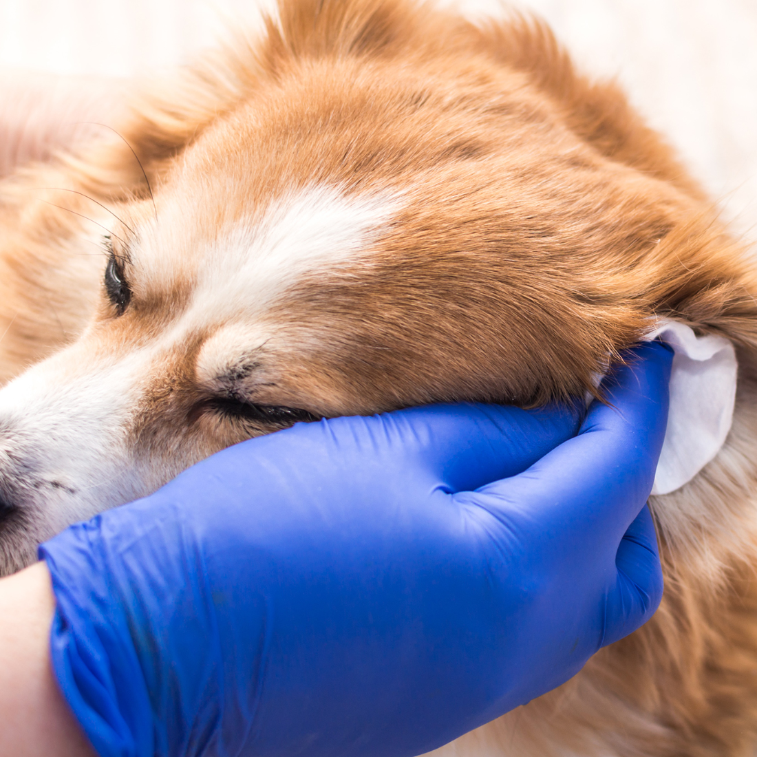 pet ear cleaner (2).png