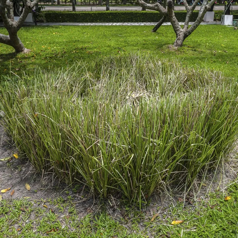 紫罗兰 + 香根草 + 檀香木.JPG