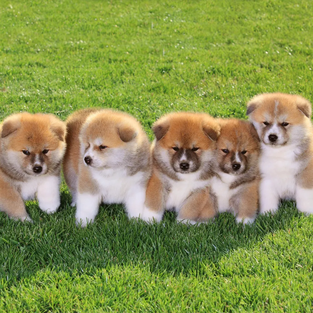 pet oral fresh spray (1).png