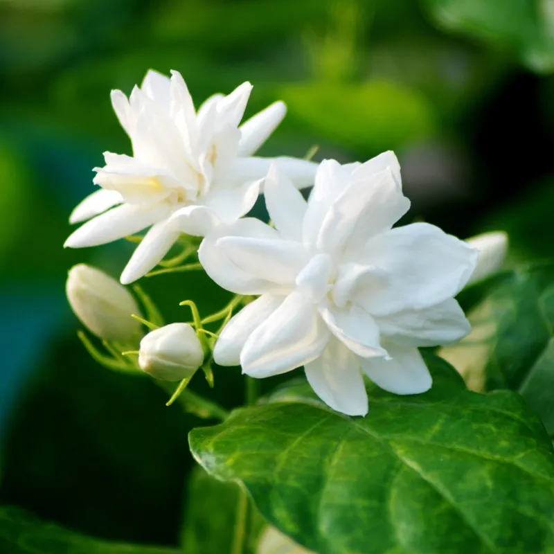 茉莉花.JPG