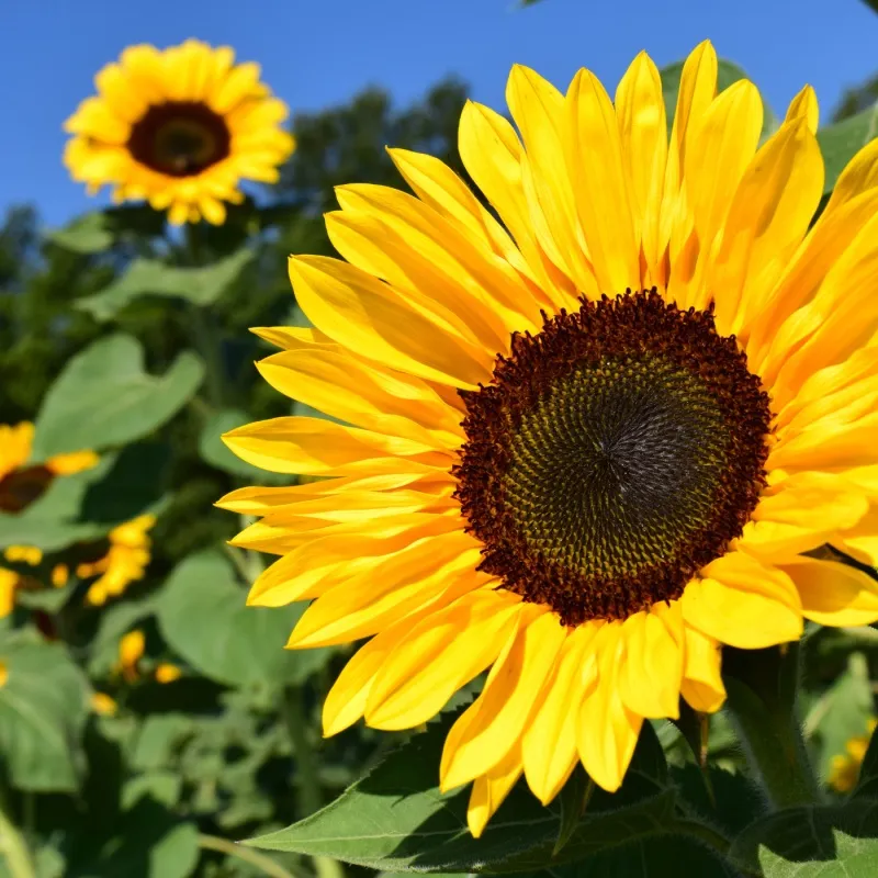 Sunflower Oil 向日葵油.JPG