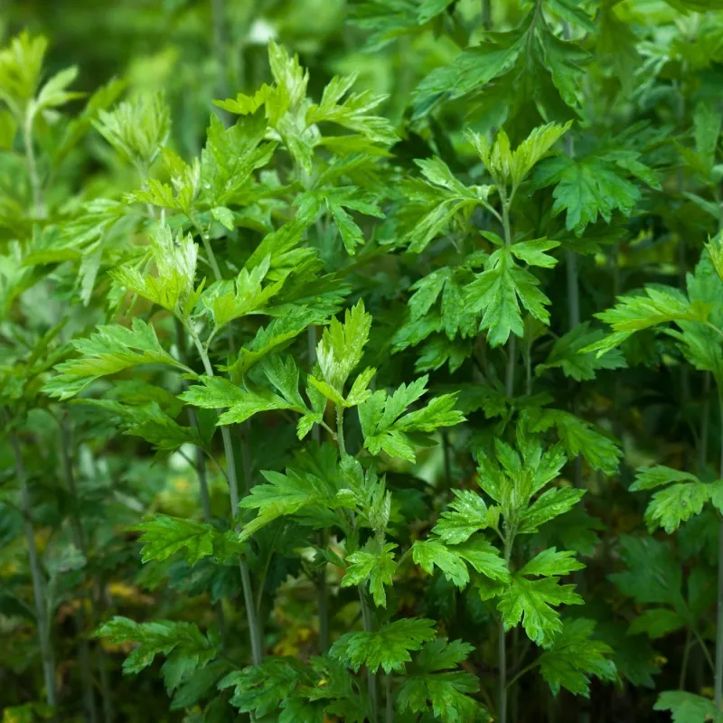 艾草.JPG