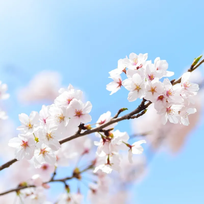 樱花.JPG