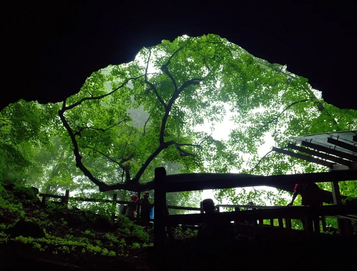 Underground Forest