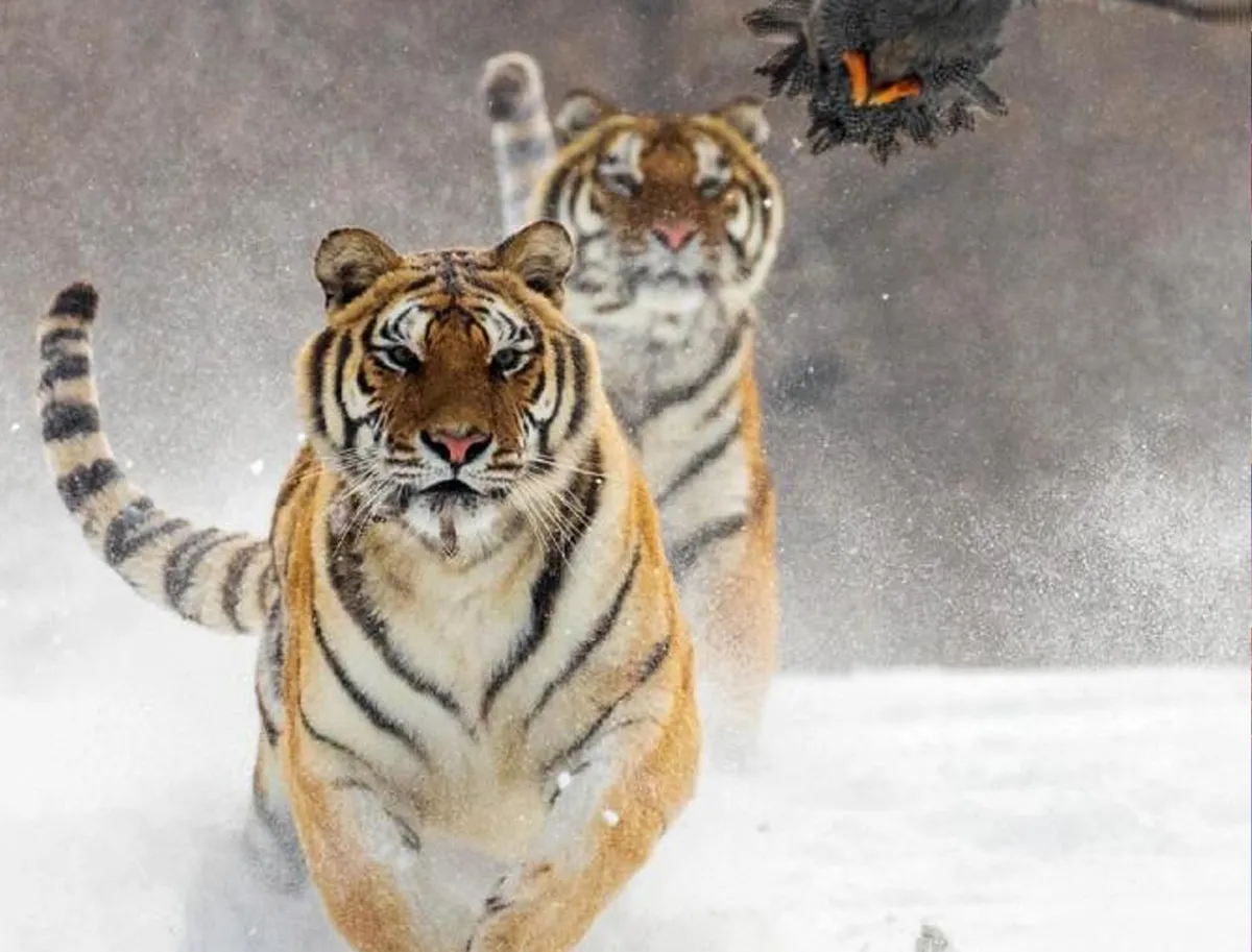 Siberian Tiger